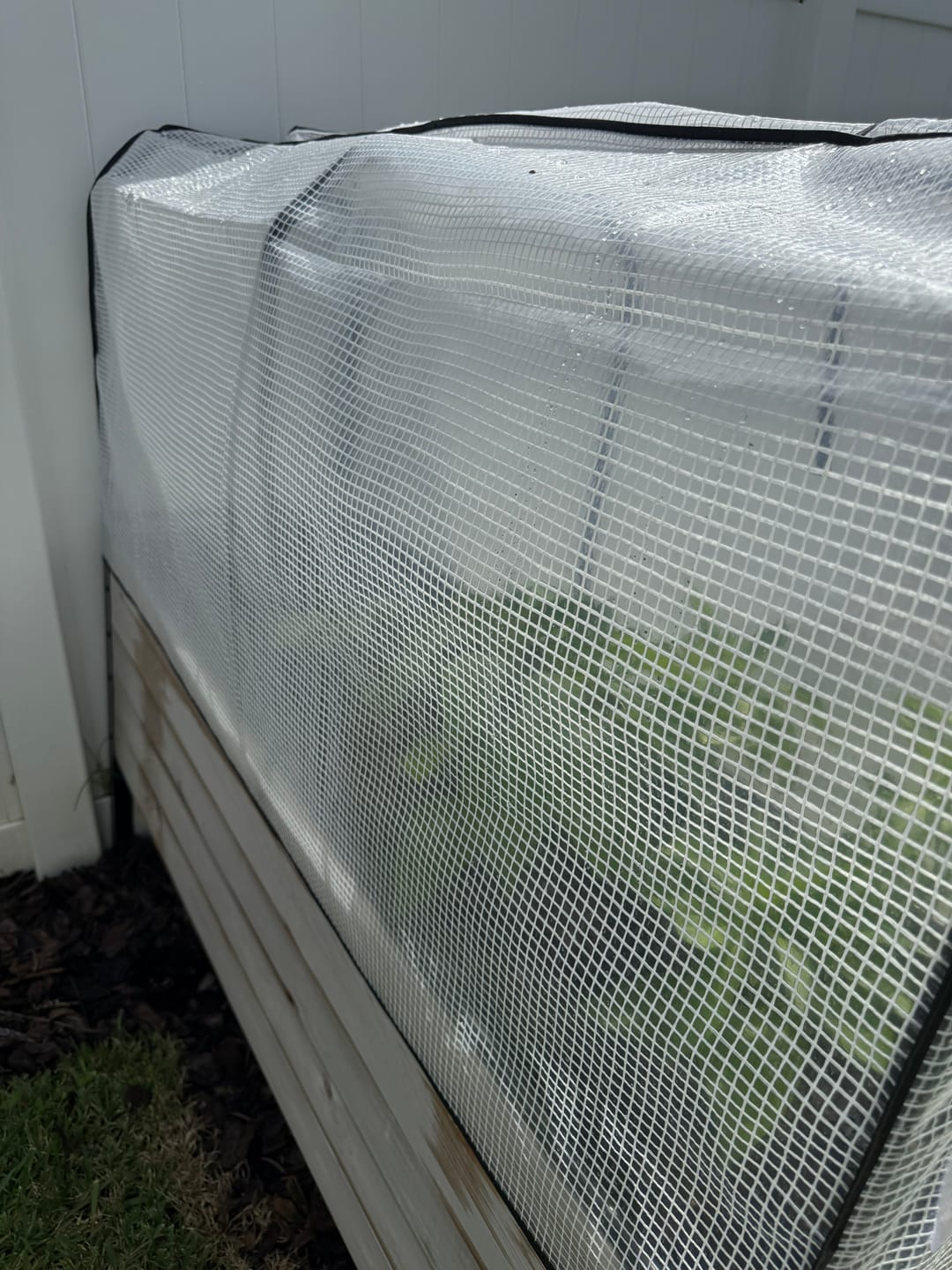 Customer photo review of Greenhouse Cover