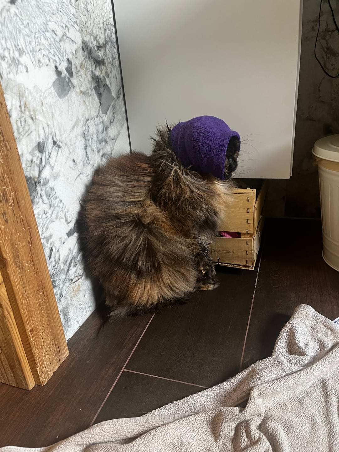 Customer photo review of Happy Hoodie paraorecchie antirumore per gatti e cani