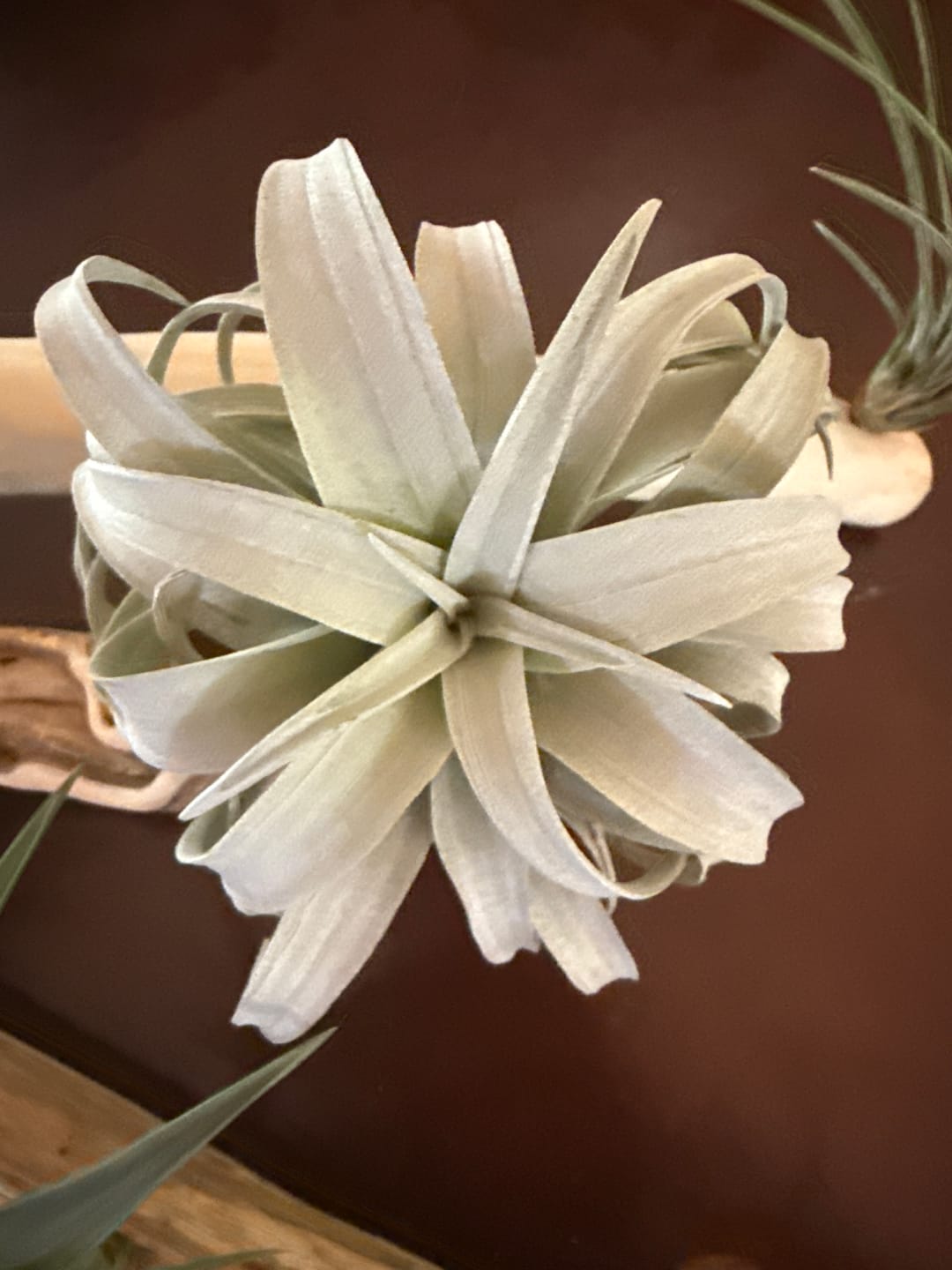 Customer photo review of Xerographica Thick Leaf Form  *Cannot Be Shipped Internationally*