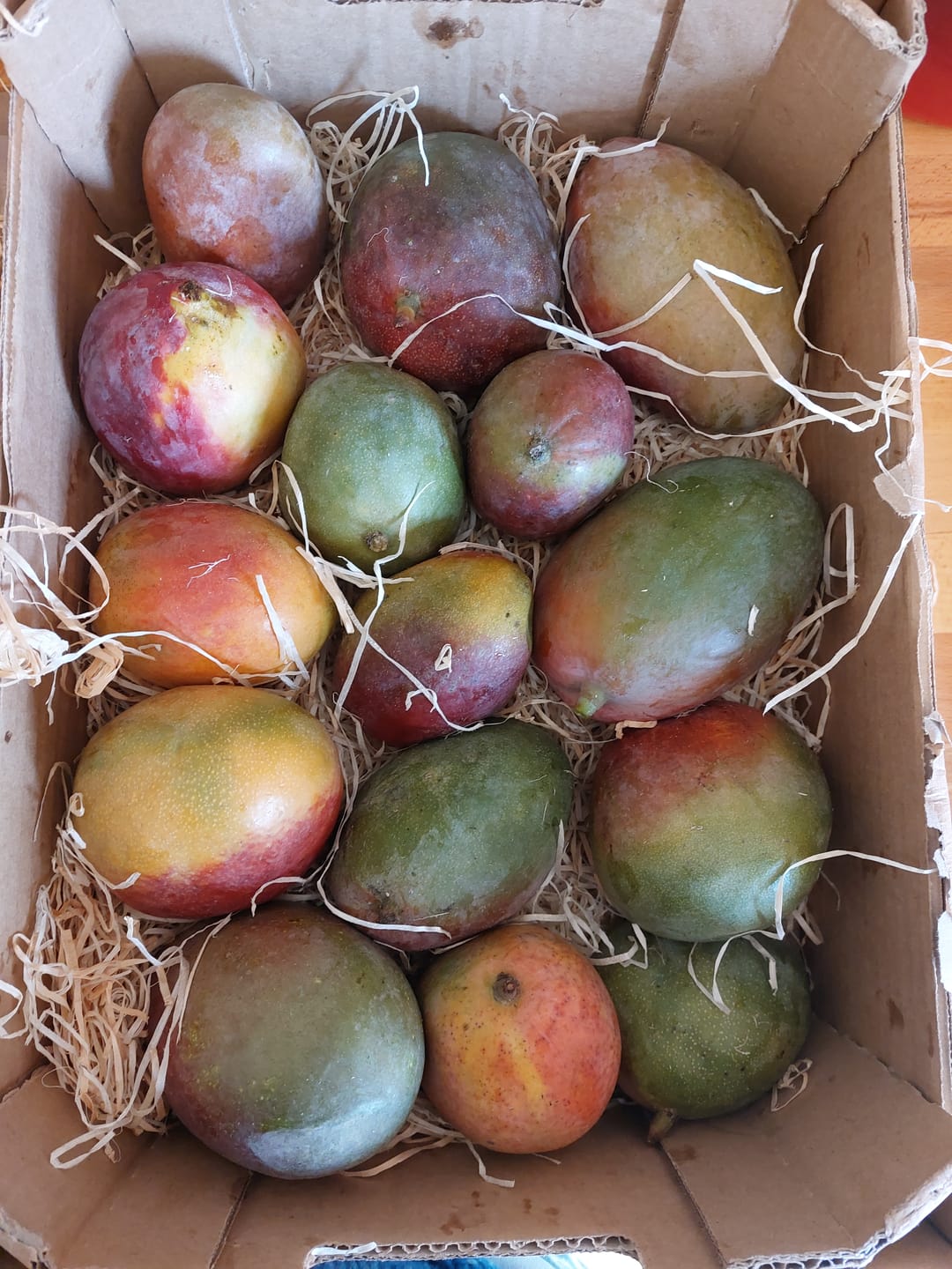 Customer photo review of Mango Sensacion Sonderaktion %