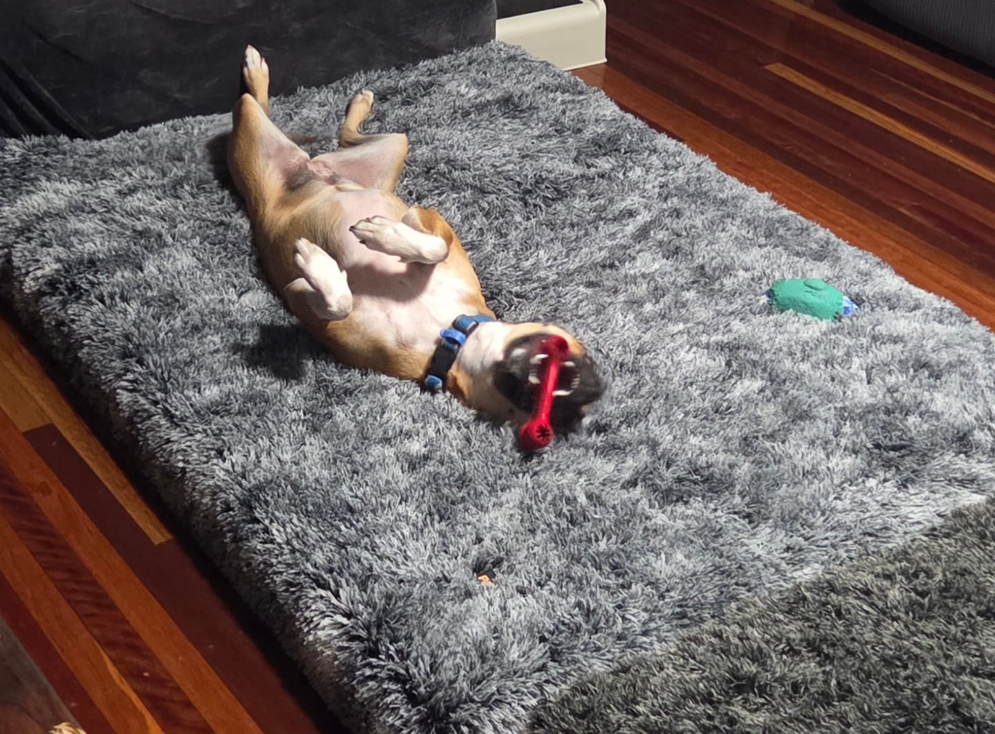 Customer photo review of Premium SuperMat Calming Bed