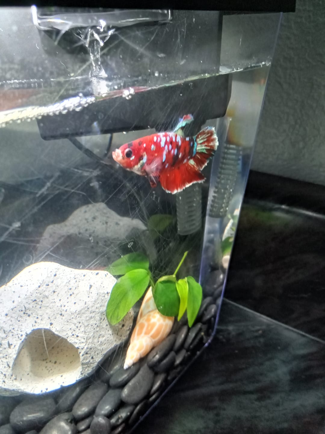 Customer photo review of Koi Red Galaxy Male Betta Fish High Grade | Buy 4 Get 1 Free | Mystery Betta