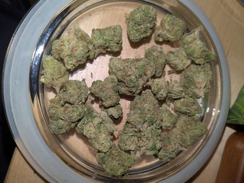 Customer photo review of Gorilla Glue THCA Flower