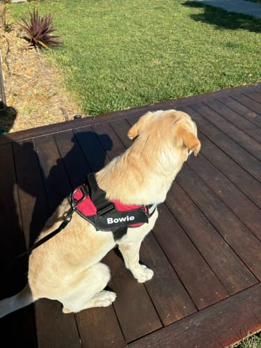 Customer photo review of EasyWalk™-רתמה מומלצת ע״י מאלפים למניעת משיכות ובריאות הכלב
