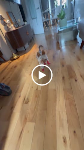 Customer video review of WagWellies® by wagwear