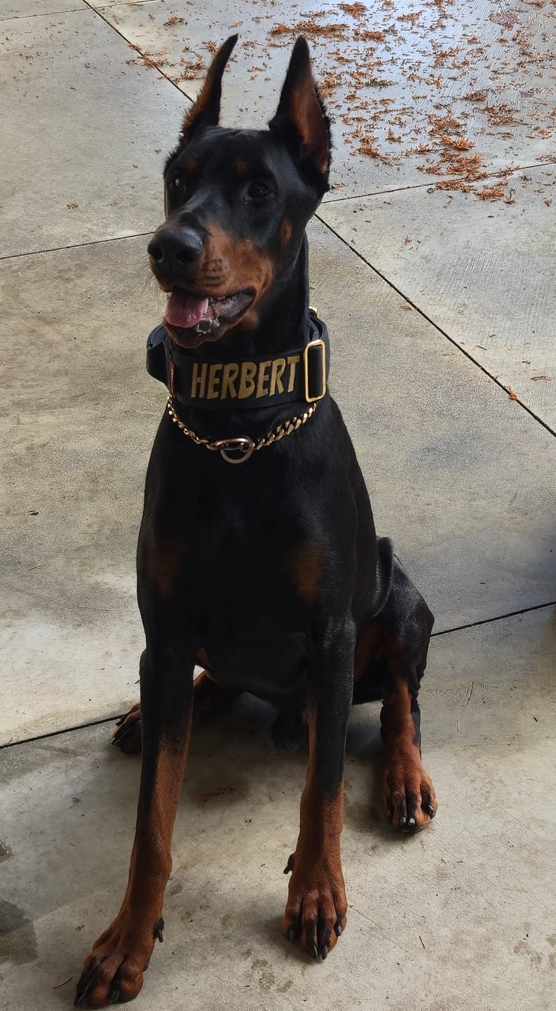 Customer photo review of 2" Tacti Luxe Dog Collar - Gold Noir