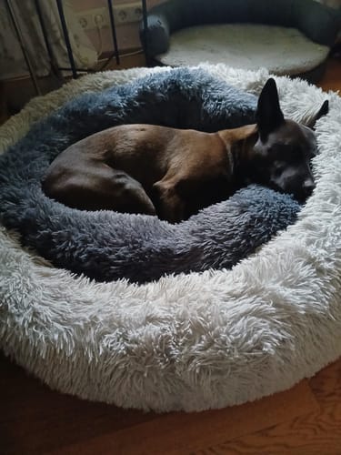 Customer photo review of Puppery Hundebett Wolke 7 - Das Original