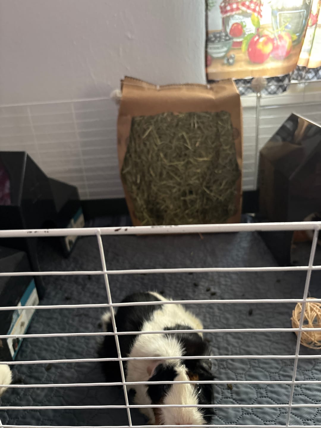 Customer photo review of GuineaDad Timothy Hay Bar for Guinea Pigs (5 Pack)