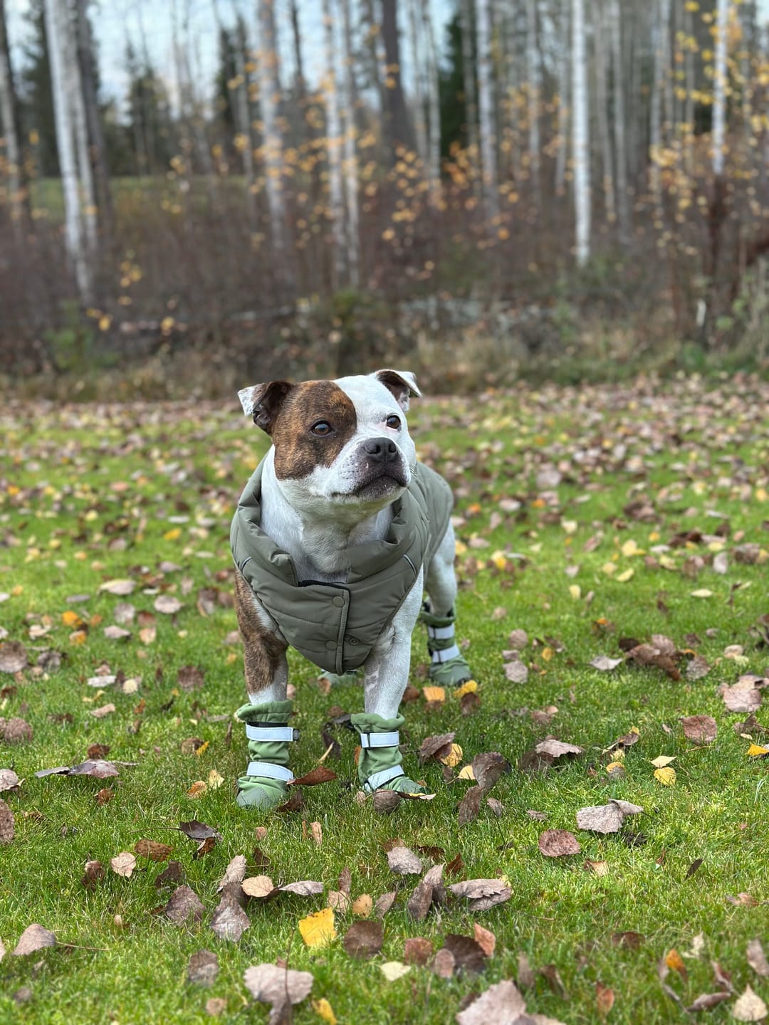 Customer photo review of Flex Shell Waterproof Dog Boots - Green