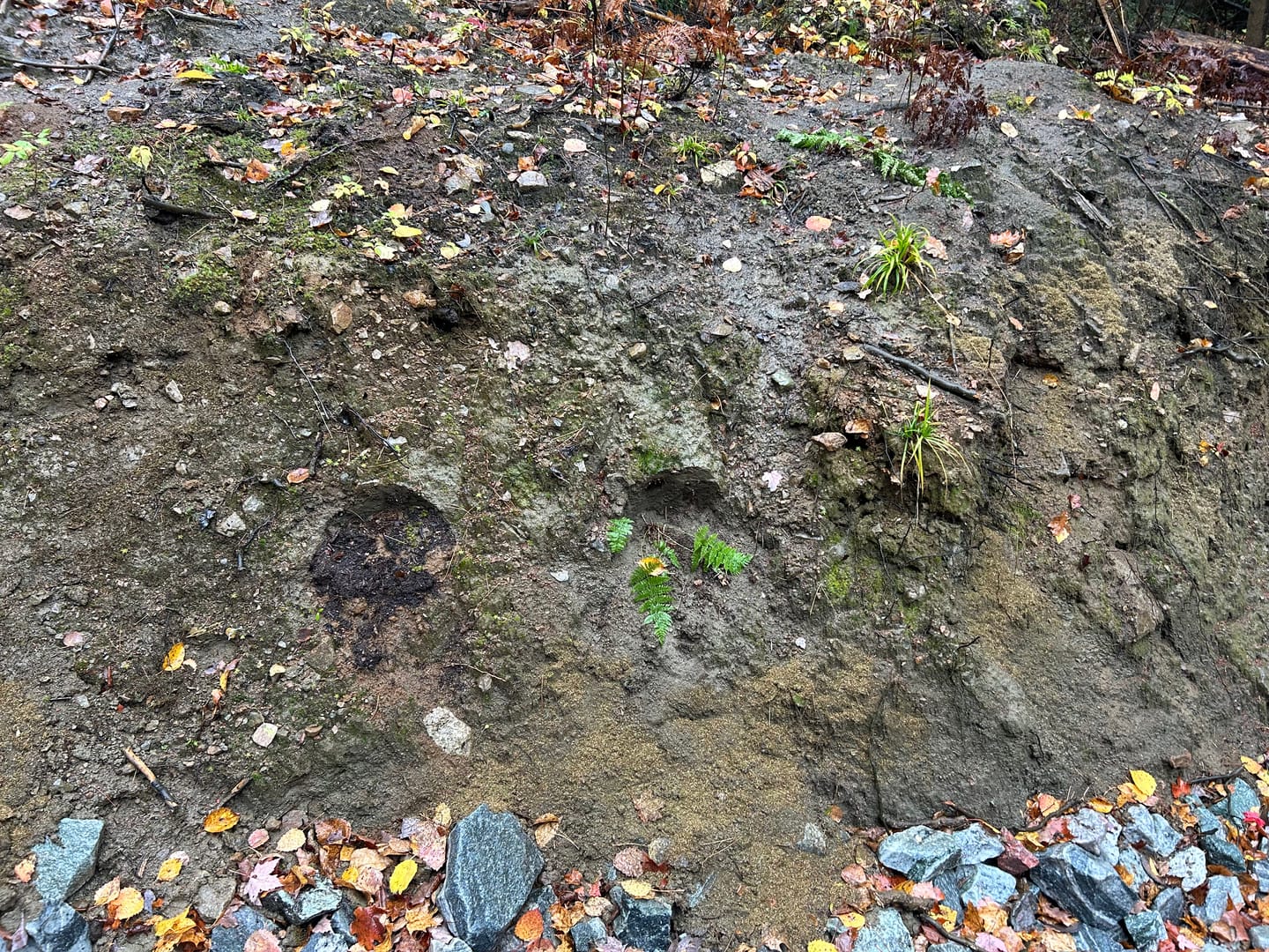 Customer photo review of Growable Moss – Boreal