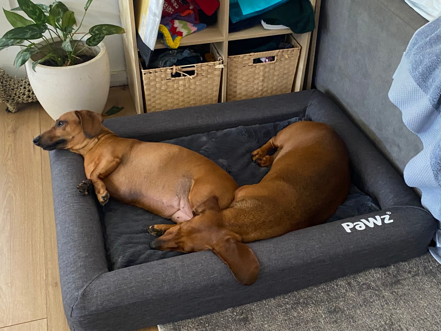 Customer photo review of Premium Memory Foam Calming Dog Bed