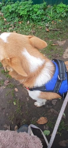 Customer photo review of EasyWalk™-רתמה מומלצת ע״י מאלפים למניעת משיכות ובריאות הכלב