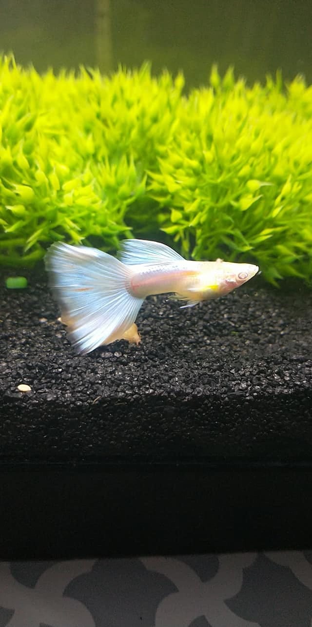 Customer photo review of Full White Platinum Guppy Fish