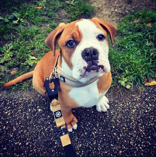 Customer photo review of 3cm Slip on Collar | Foam Padded - Tan