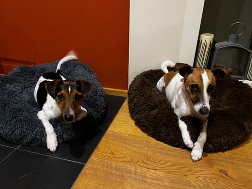 Customer photo review of Puppery Hundebett Wolke 7 - Das Original