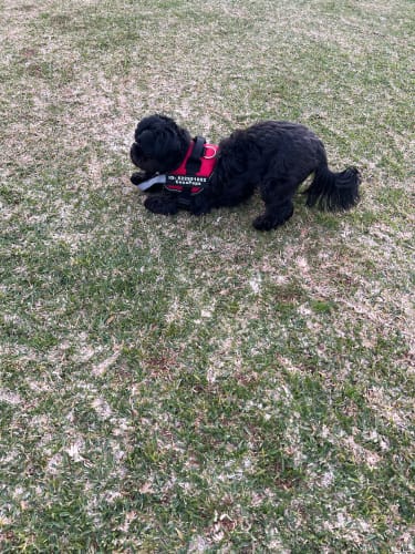 Customer photo review of EasyWalk™-רתמה מומלצת ע״י מאלפים למניעת משיכות ובריאות הכלב