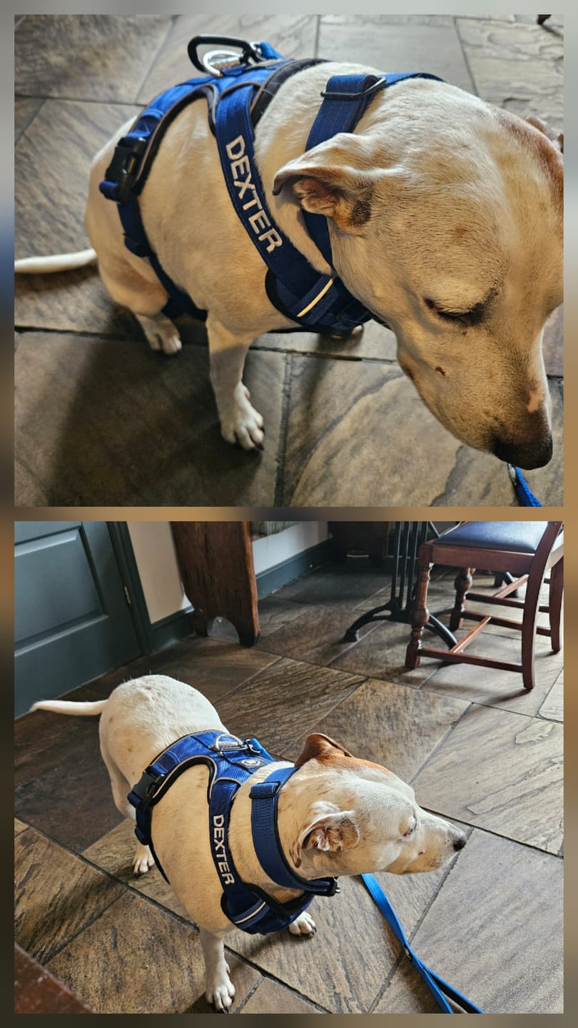 Customer photo review of Comfort Premium Harness | Non Restrictive - Blue