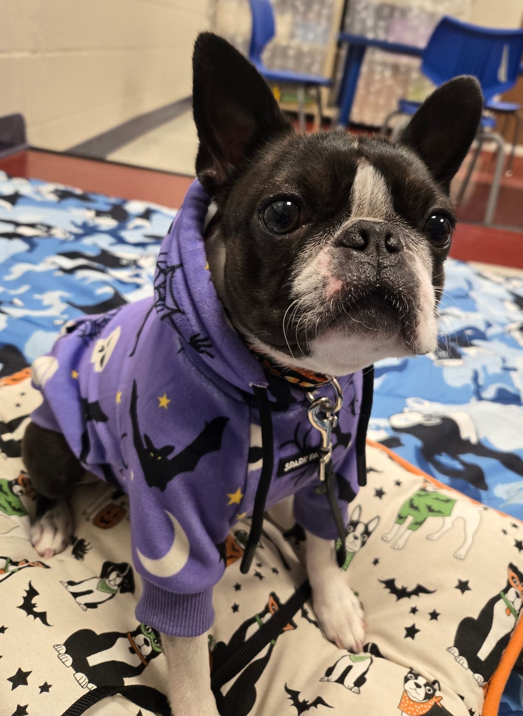 Customer photo review of Halloween Dog Hoodies (Limited Edition)