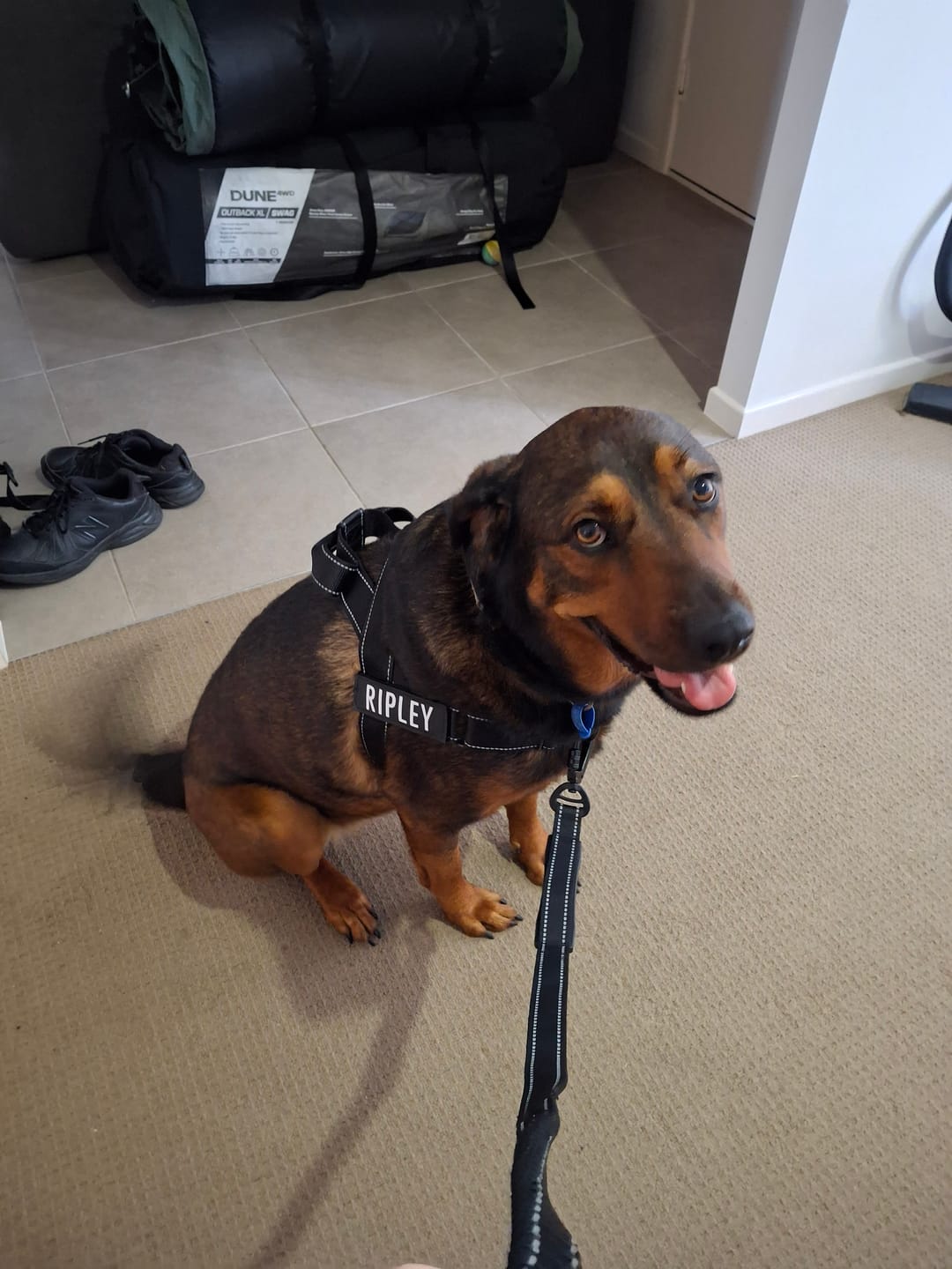 Customer photo review of No Pull Harness & Leash Set
