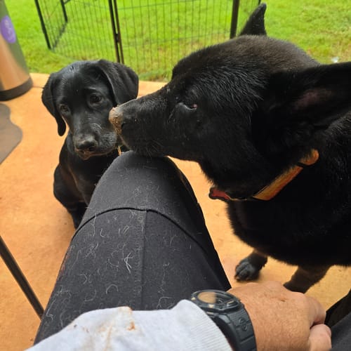 Customer photo review of Redfish Dog Collar