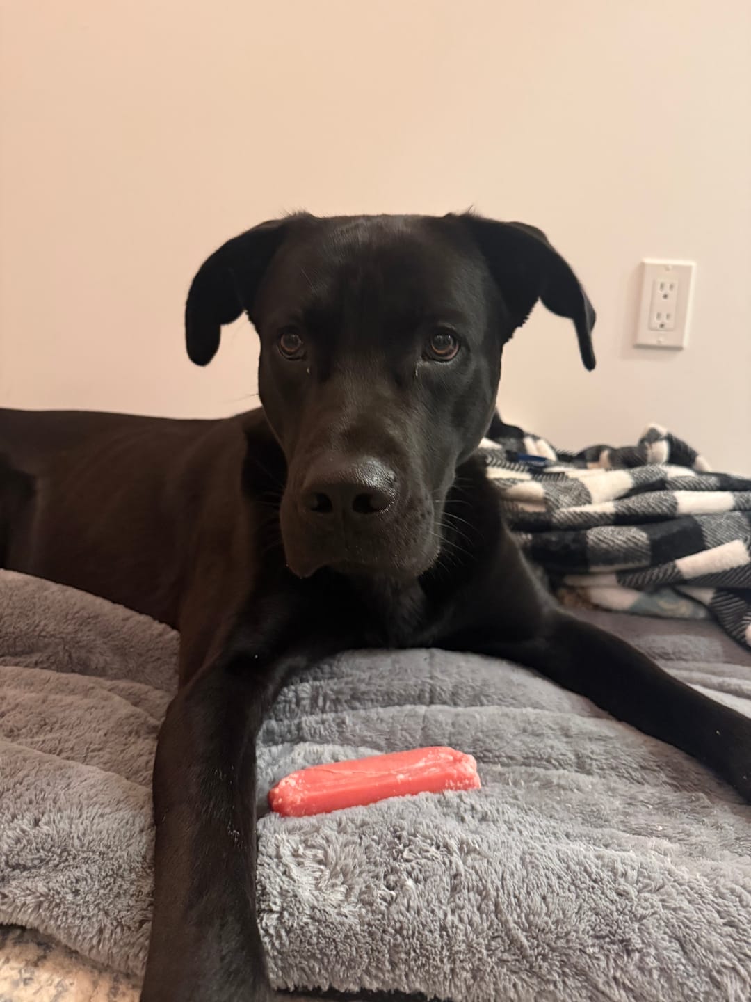 Customer photo review of Strawberry Himalayan Yak Chew (MEDIUM)