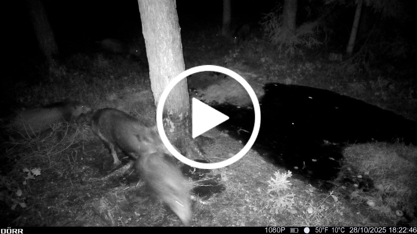 Customer video review of Teer-Plus Wildlockmittel - Schwarzwild