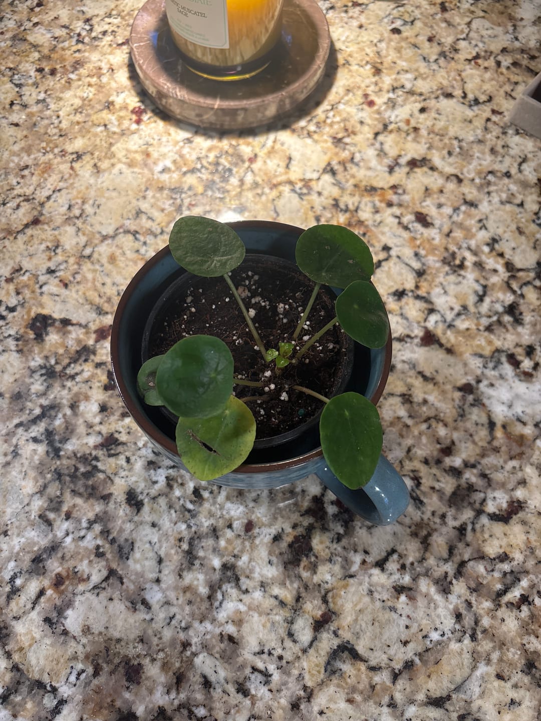 Customer photo review of Chinese Money Plant in a 4" Grow Pot - Pilea Peperomioides - Money Plant - Low Light Indoor Houseplants - Lucky Coin Plant - Air Purifier