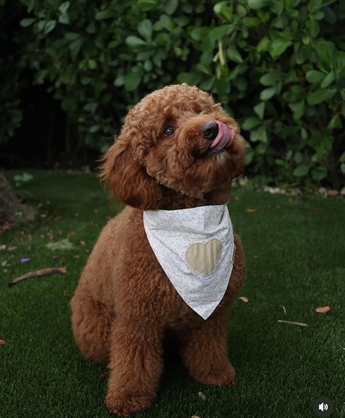 Customer photo review of Spider Web Glitter Bandana