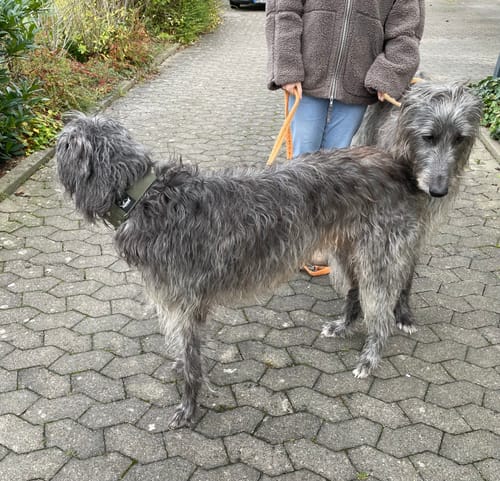 Customer photo review of Extreme Buckle Khaki - Starkt och säkert halsband