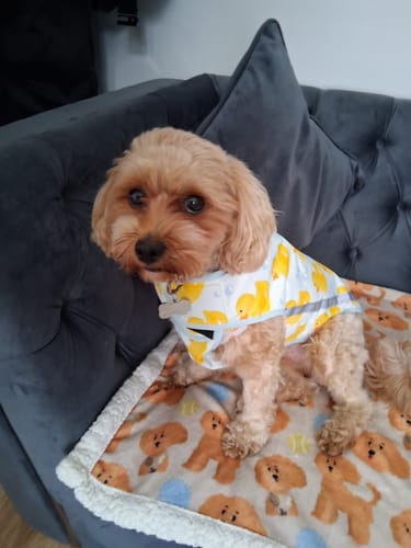 Customer photo review of Hooman Blankie - Curly Club Collection