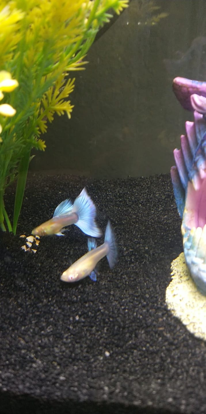Customer photo review of Blue Topaz Big Dorsal Guppy Fish