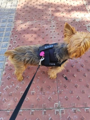 Customer photo review of EasyWalk™-רתמה מומלצת ע״י מאלפים למניעת משיכות ובריאות הכלב