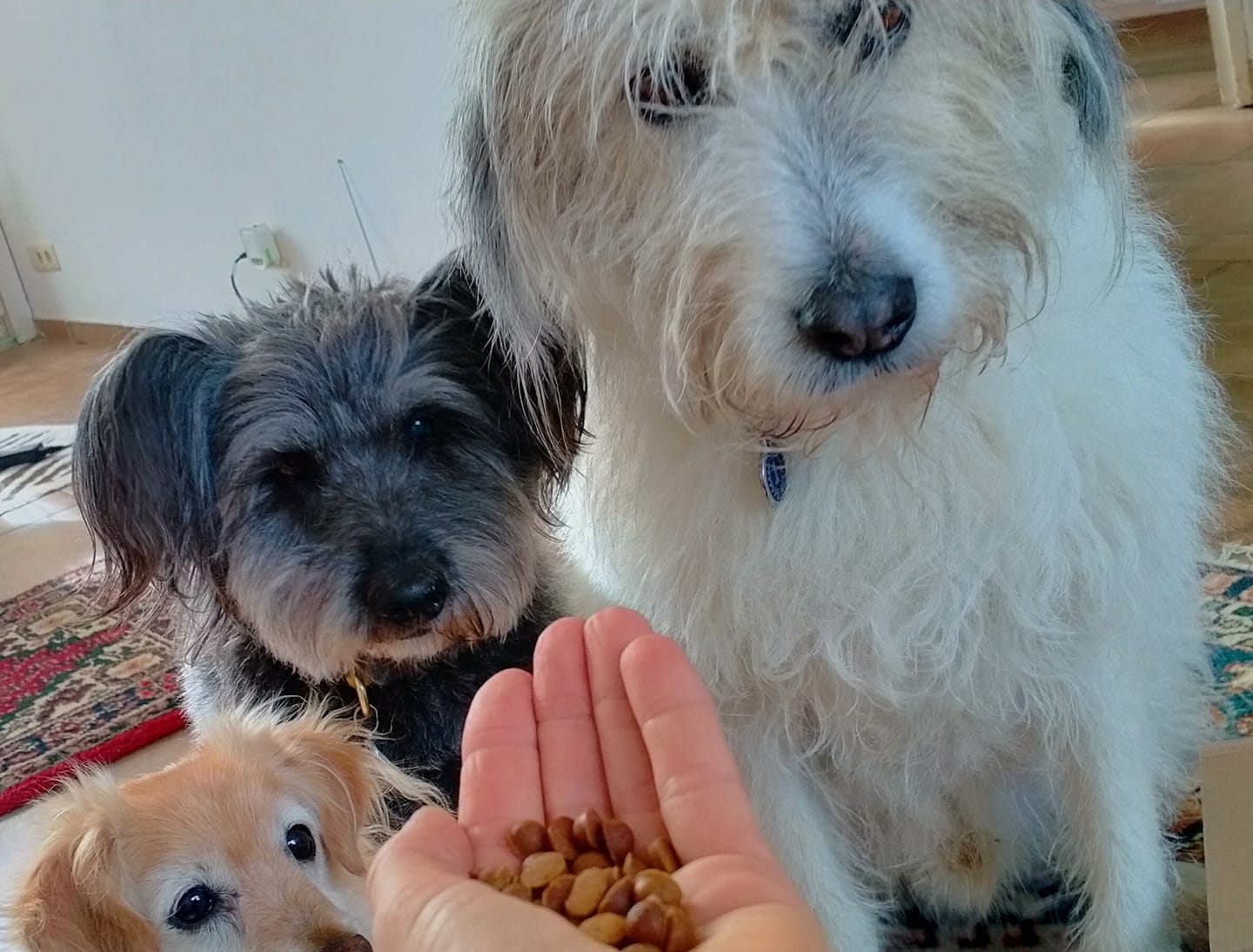 Customer photo review of Puppernoten | Kleine hondensnacks