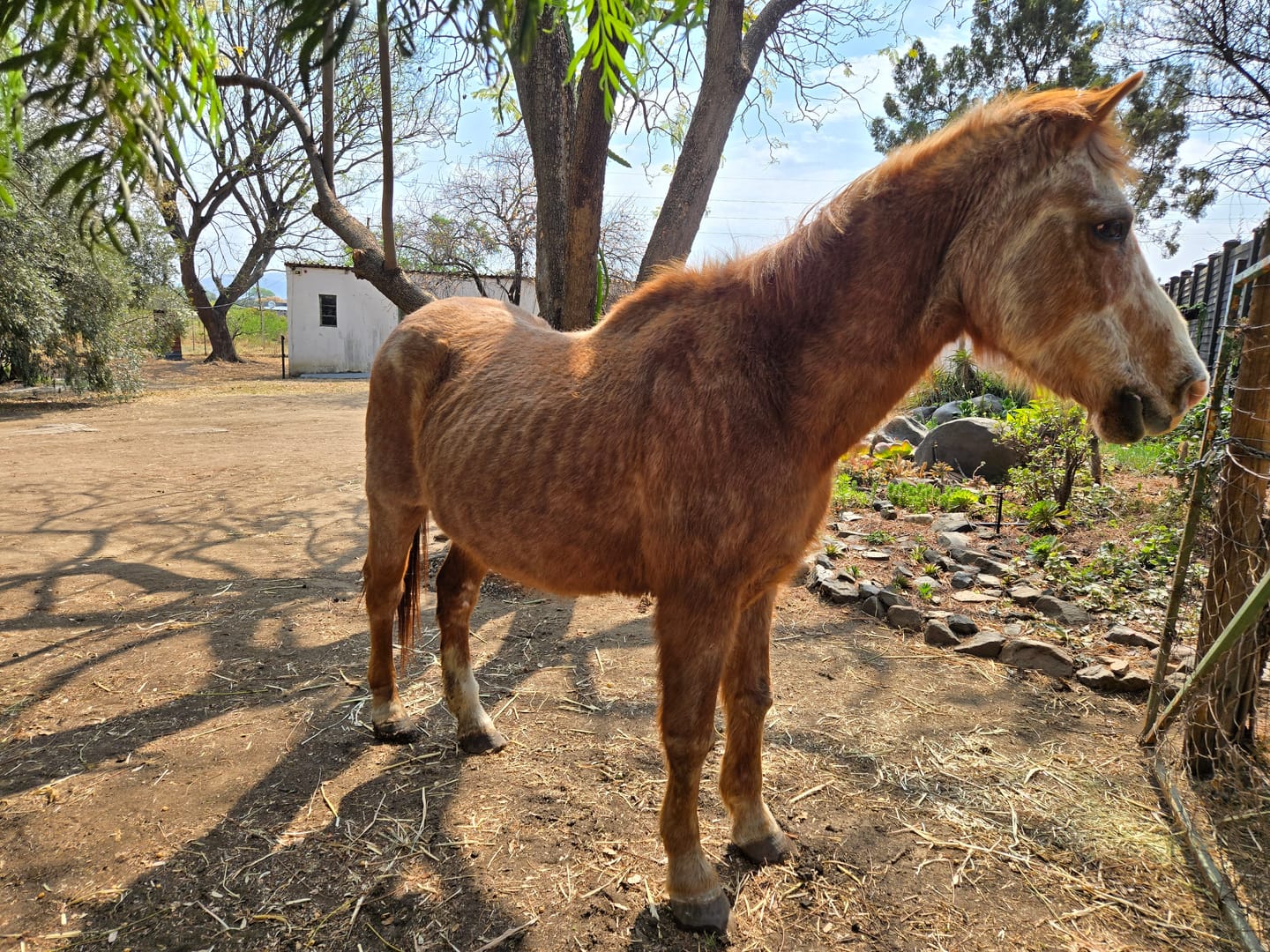 Customer photo review of Flexcare Equine (Joint Supplement For Horses)