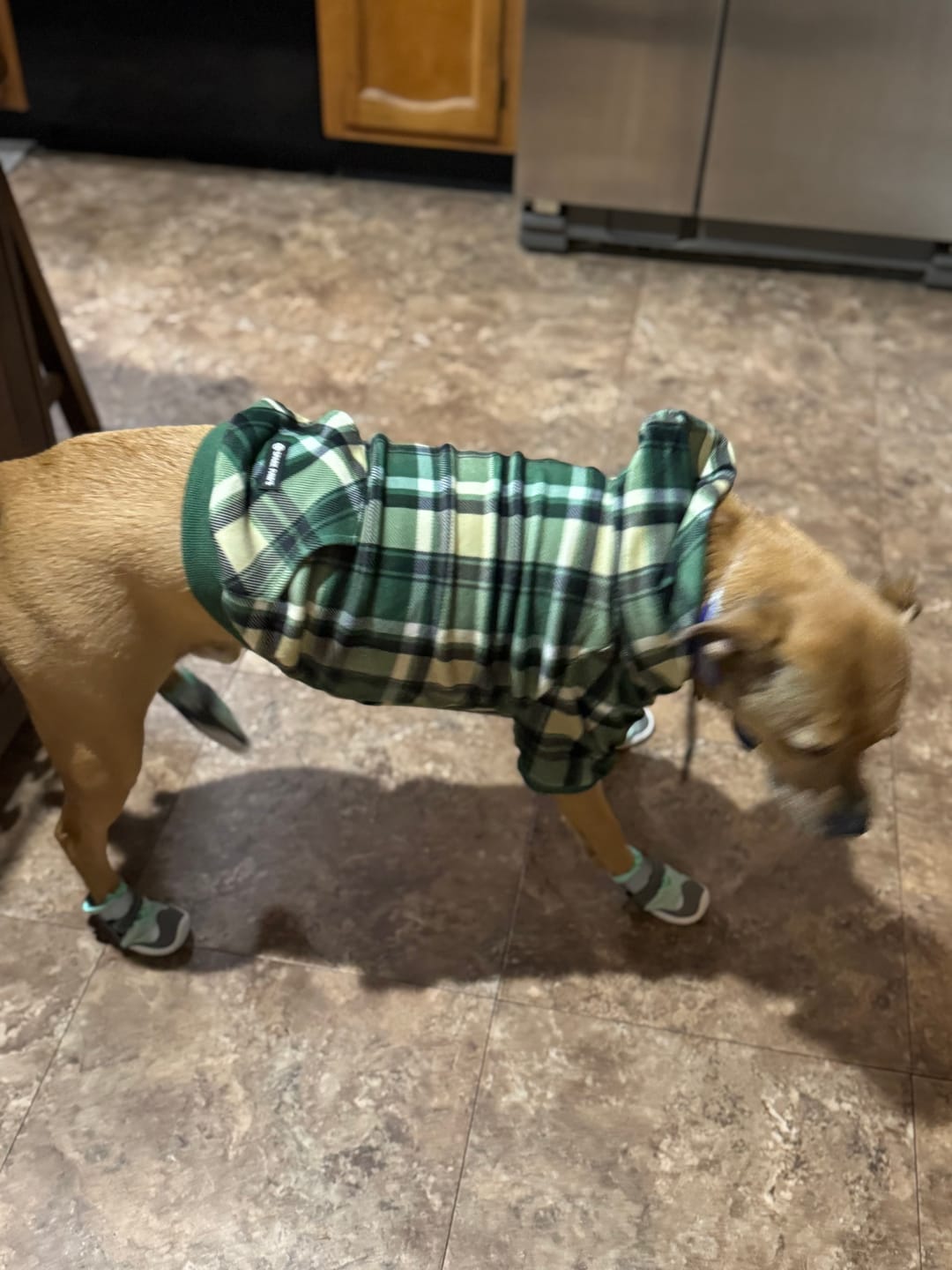 Customer photo review of Hot Pavement Pawtector Dog Shoes - Teal