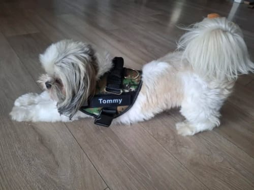 Customer photo review of EasyWalk™-רתמה מומלצת ע״י מאלפים למניעת משיכות ובריאות הכלב