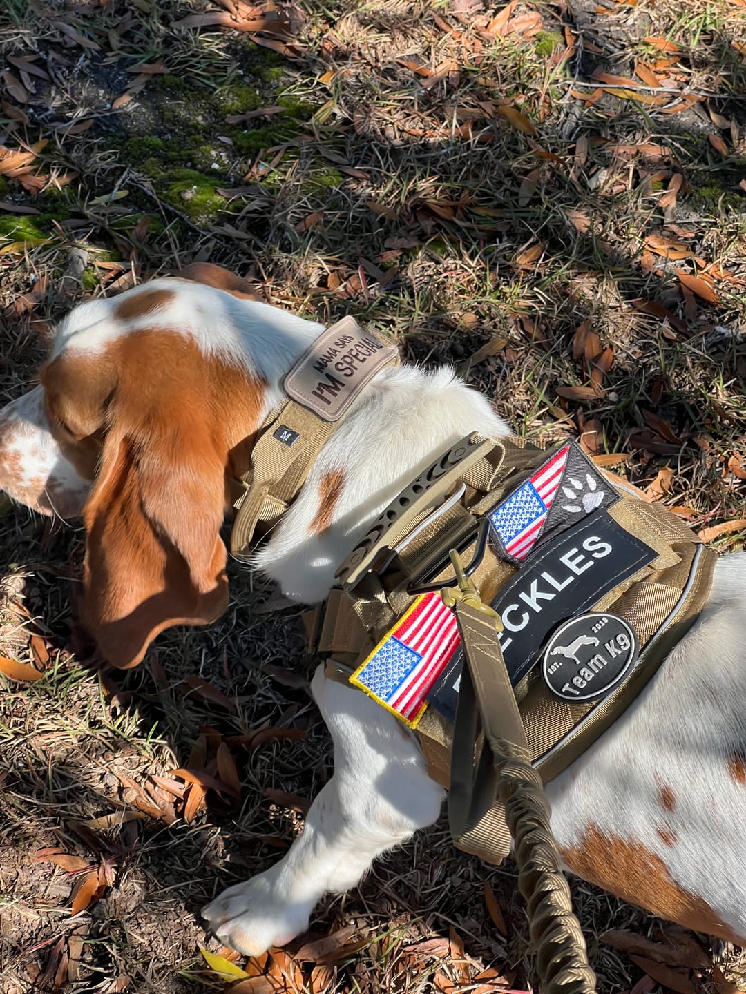 Customer photo review of Heavy-Duty Double-Handle Tactical Bungee K9 Dog Leash with Padded Handles, Seatbelt Attachment, & Reinforced Swivel Clip