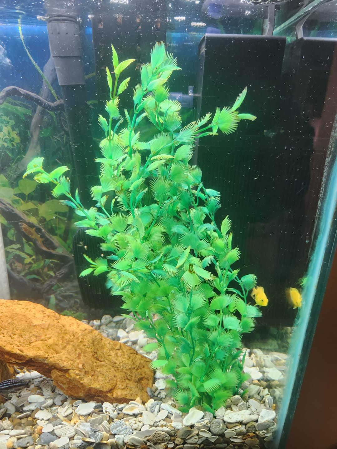 Customer photo review of Shark PRO