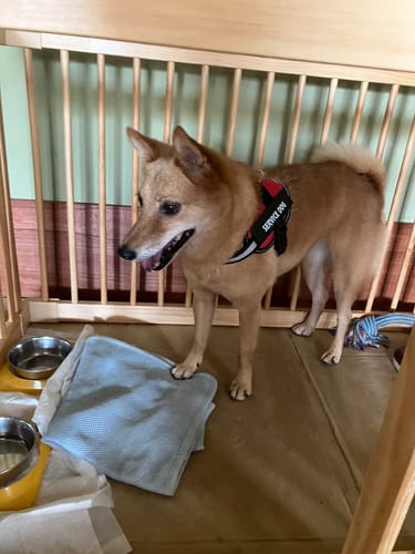 Customer photo review of FunFunPet 高機能ハーネス（お名前タグ作成サービス付き）