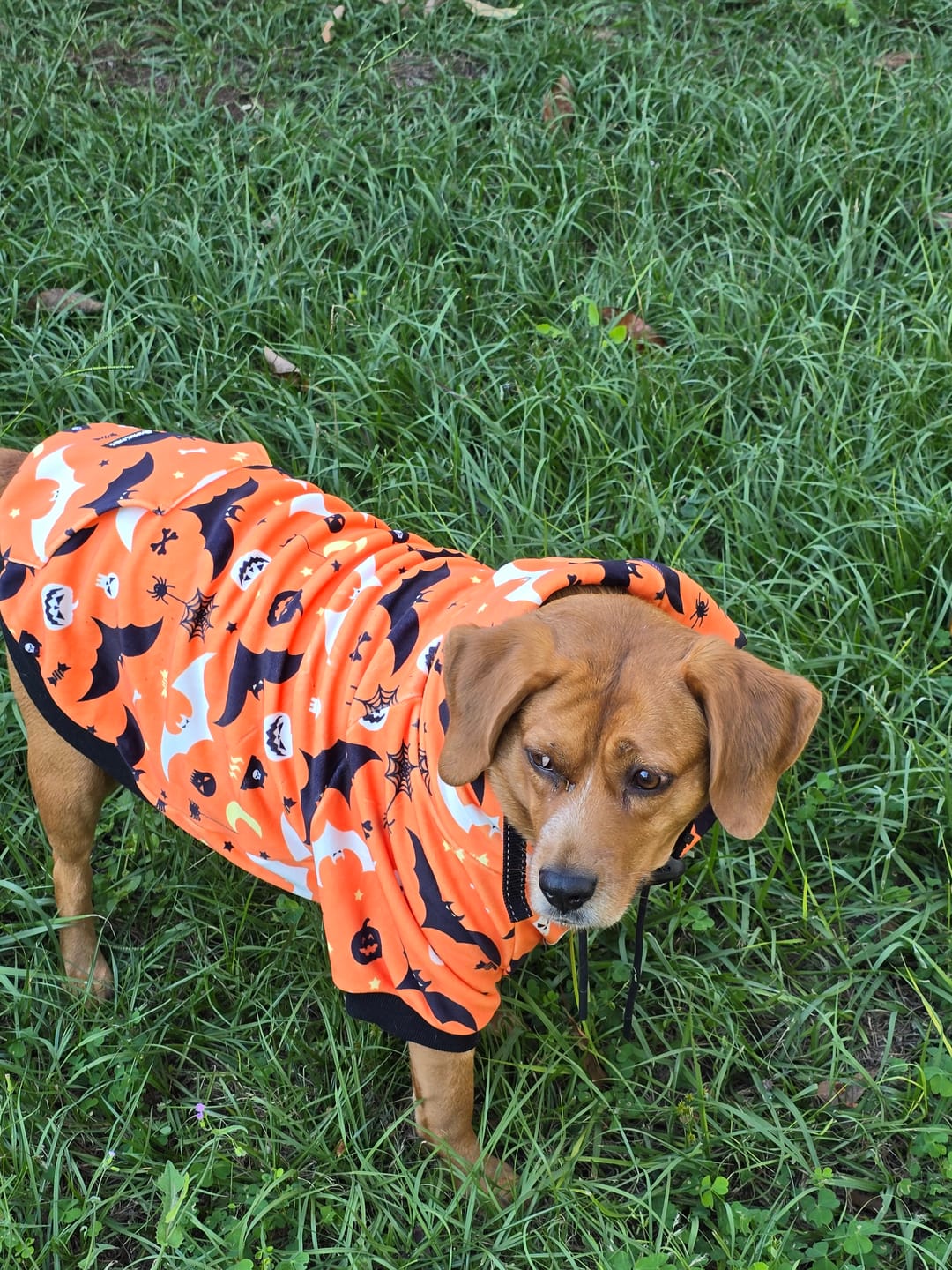 Customer photo review of Halloween Dog Hoodie - Orange
