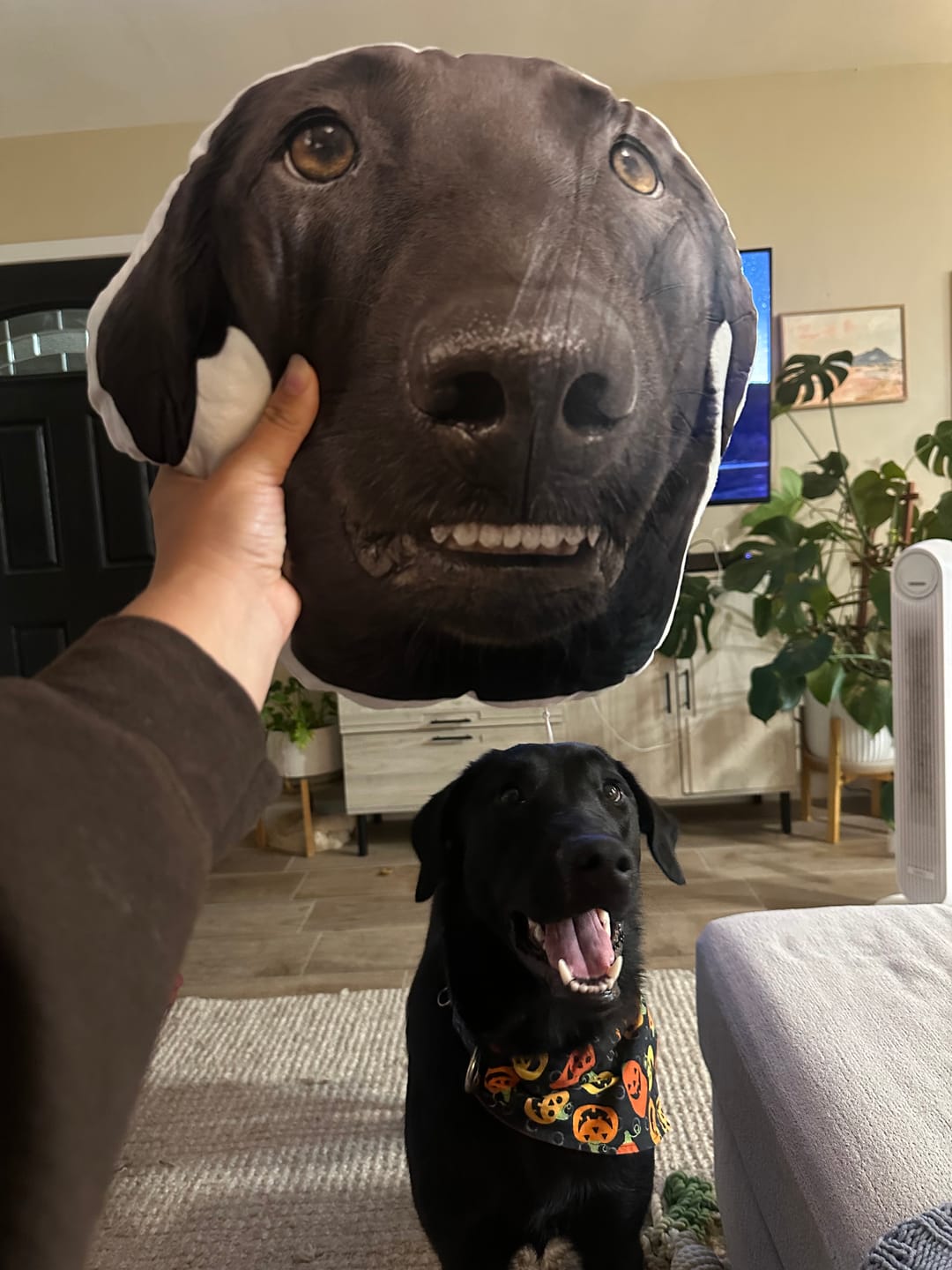 Customer photo review of Custom Pet Shaped Pillow that Look Like your Pet - ThePetPillow