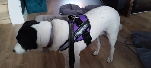 Customer photo review of EasyWalk™-רתמה מומלצת ע״י מאלפים למניעת משיכות ובריאות הכלב