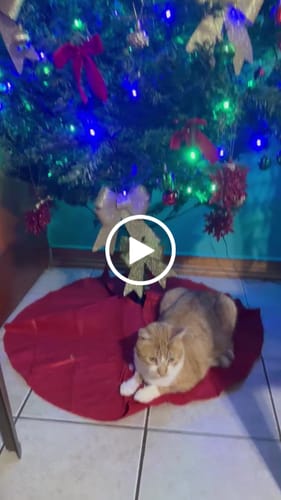 Customer video review of 5x Blisso Advanced Cat Probiotic (Buy 2 Get 3 Free)