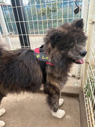 Customer photo review of FunFunPet 高機能ハーネス（お名前タグ作成サービス付き）