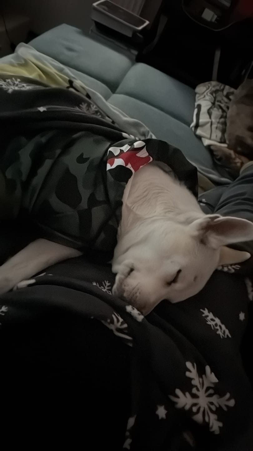 Customer photo review of Shark Monster Dog Hoodie - Green Camo
