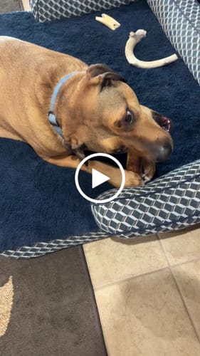 Customer video review of Smoked Beef Marrow Bone