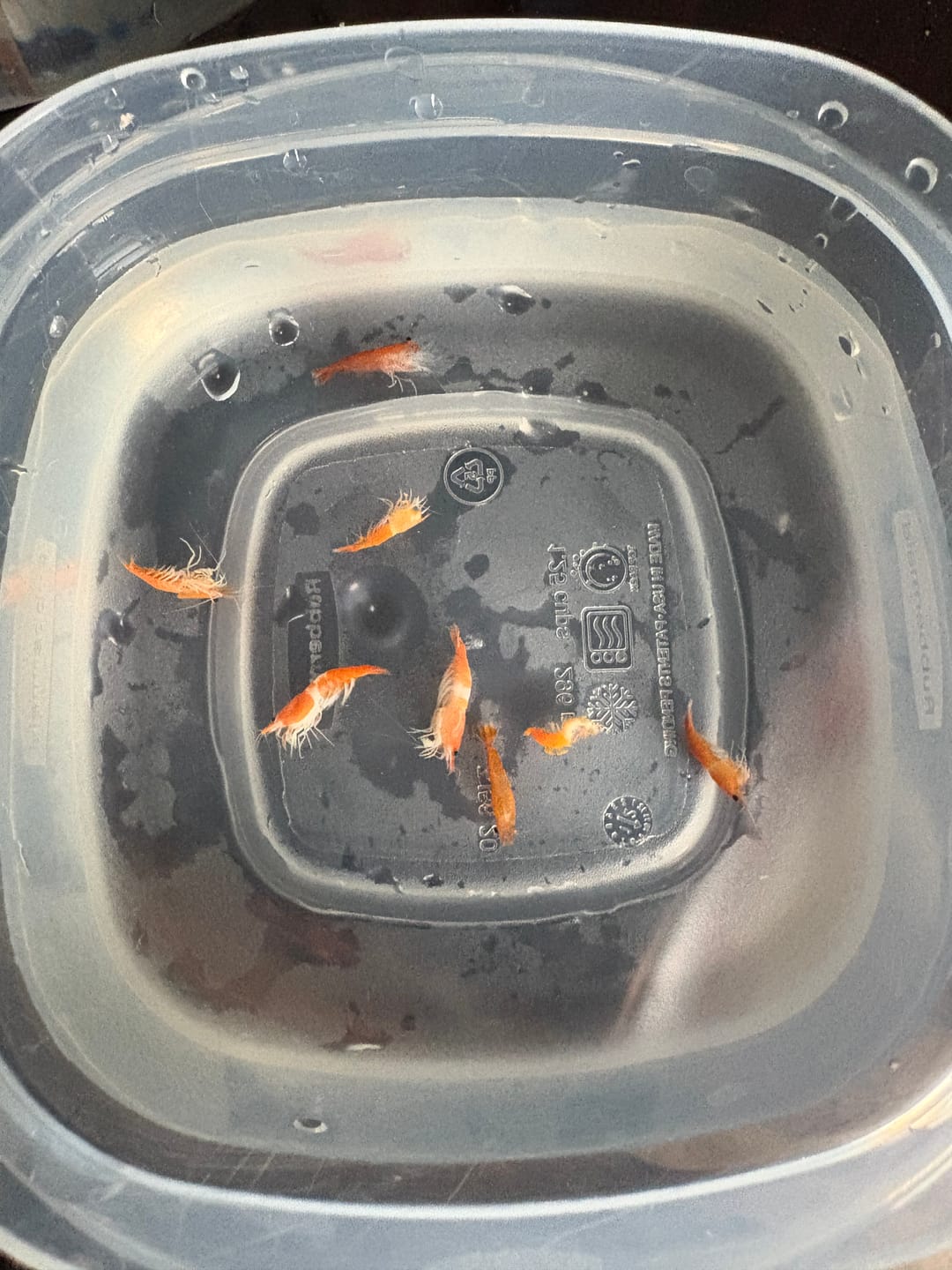 Customer photo review of Orange Rili Shrimp
