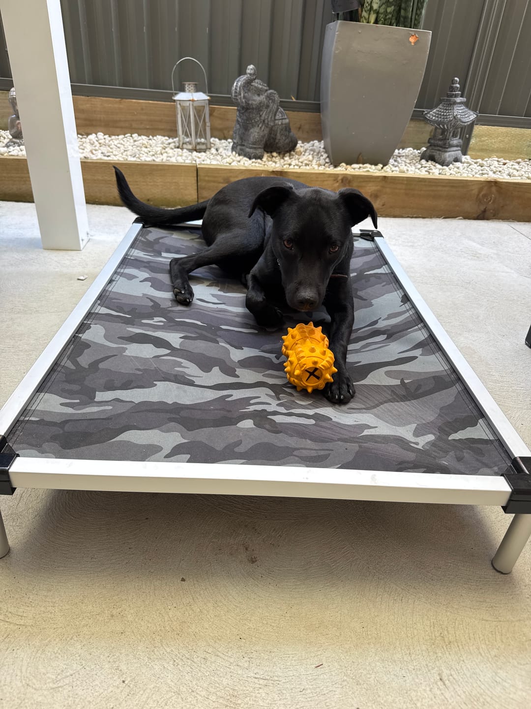 Customer photo review of Aluminium Outdoor Dog Bed Frame – Metal Base for Pets