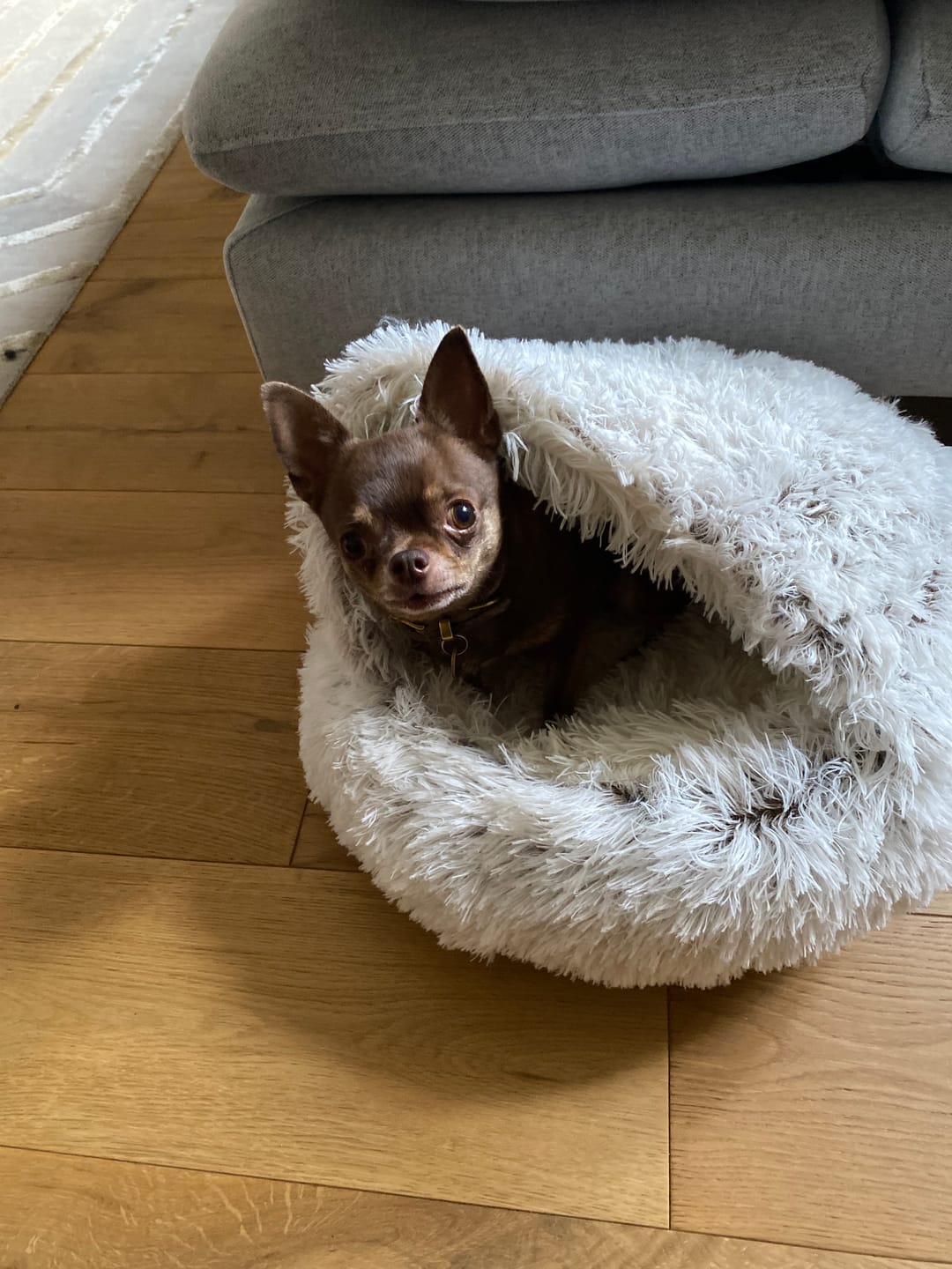 Customer photo review of Burrow Buddy™ - Pet Bed