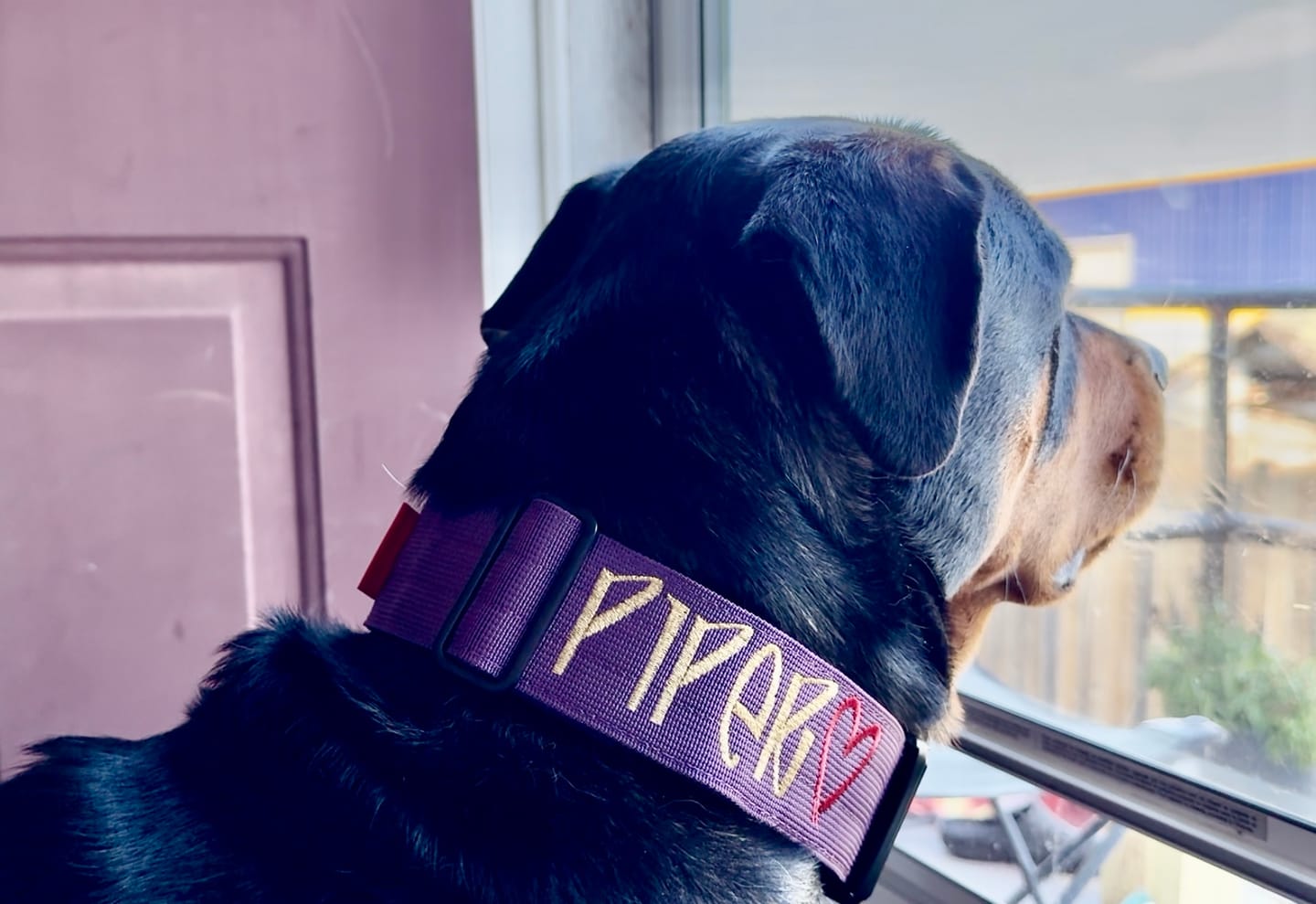 Customer photo review of 2" Tactik Dog Collar - Grape